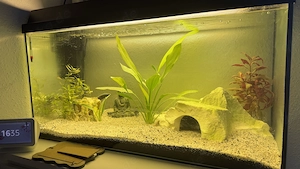 Axolotl Aquarium 120L