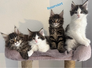 Maine coon Kitten