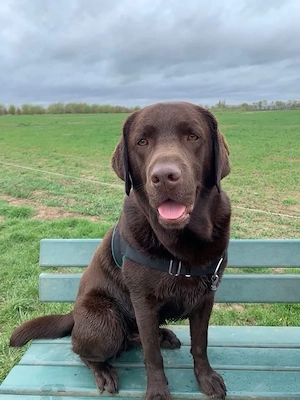 reinrassiger Labrador
