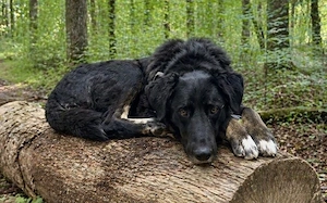 Rabenschwarzer Schmusebär Ono  Bild 4