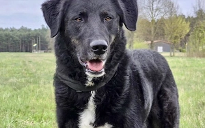 Rabenschwarzer Schmusebär Ono  Bild 2