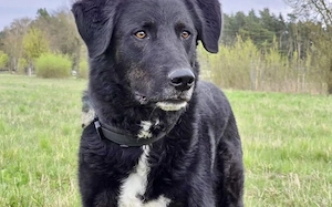 Rabenschwarzer Schmusebär Ono  Bild 3