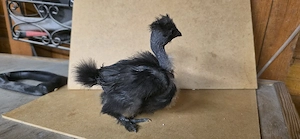 Zwergseidenhuhn Küken Showgirls Bild 3