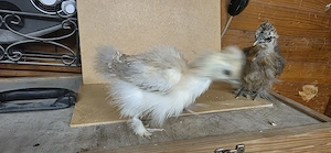 Zwergseidenhuhn Küken Showgirls Bild 4