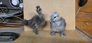 Zwergseidenhuhn Küken Showgirls Bild 5
