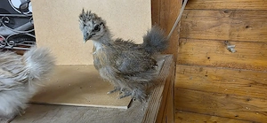 Zwergseidenhuhn Küken Showgirls Bild 2