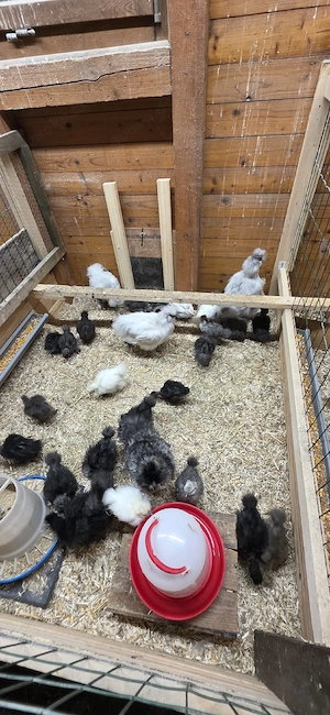 Zwergseidenhuhn Küken 