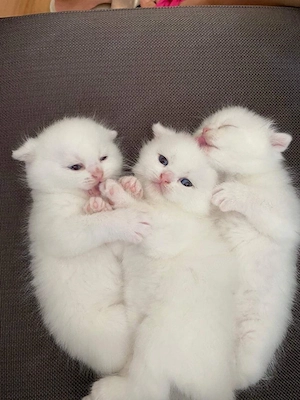 suche britisch kurz haar kitten 