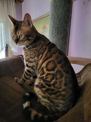 Bengal deckkater mit stammbaum 