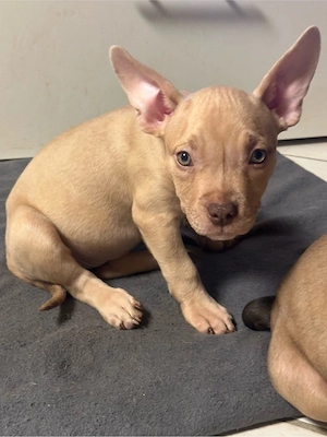 American Pocket Bully Merle Hündin 9 wochen alt