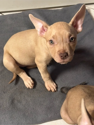 American Pocket Bully Merle Hündin 9 wochen alt