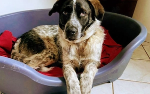 Bubbi sucht ein neues Zuhause