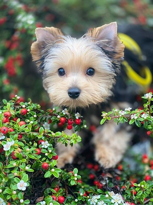 Charmante Yorkshire-Terrier-Welpen   Liebevoll Aufgezogen 