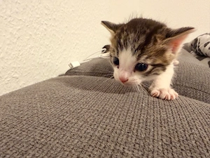 Katzen babys 