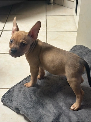 American Pocket Bully Hündin 9 Wochen alt 