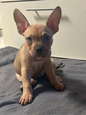 American Pocket Bully Hündin 9 Wochen alt 