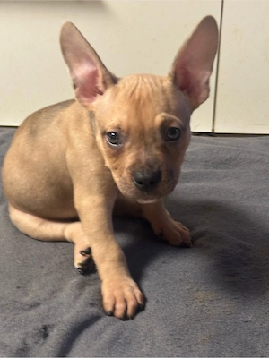 American Pocket Bully Hündin 9 Wochen alt 
