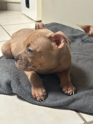 American Pocket Bully Merle Hündin 9 wochen alt 