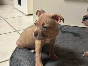 American Pocket Bully Merle Hündin 9 wochen alt 
