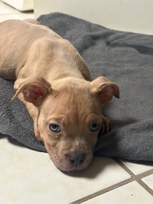 American Pocket Bully Merle Hündin 9 wochen alt 