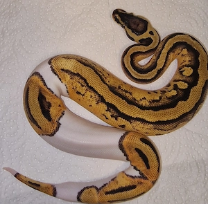0,1 Pastel Orange dream Piebald het.Clown von 2023
