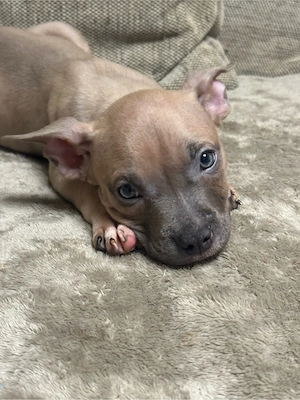 American Pocket Bully Hündin 9 wochen alt 