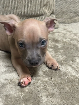 American Pocket Bully Rüde 9 wochen alt 