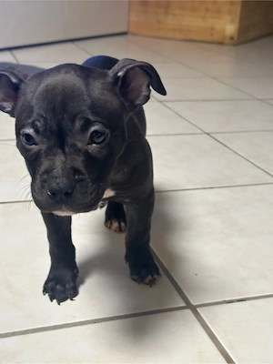 American Pocket Bully Hündin 9 wochen alt 