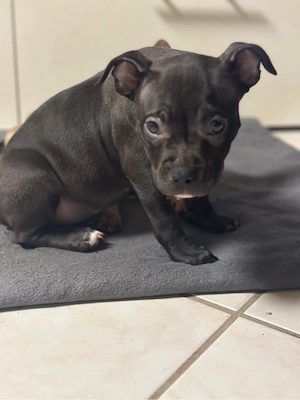 American Pocket Bully Hündin 9 wochen alt 