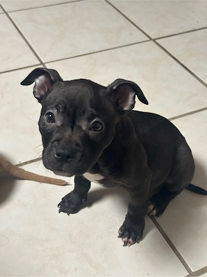 American Pocket Bully Hündin 9 wochen alt 