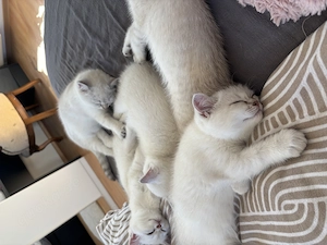 BKH Kitten