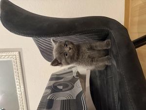 BKH - graue Katze 11 Wochen alt 