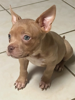 American Pocket Bully Merle Hündin  9 wochen alt