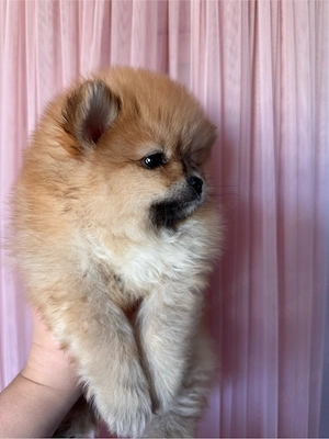 Bezaubernde Pomeranian Mädchen