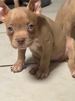 American Pocket Bully Merle Hündin  9 wochen alt