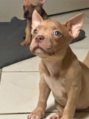 American Pocket Bully Merle Hündin  9 wochen alt
