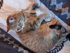 Ich suche schweren Herzens ein neues liebevolles Zuhause für meine Katze. 