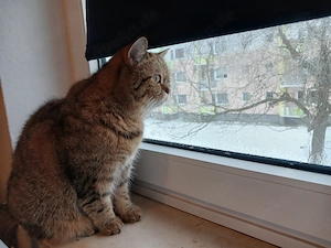 Ich suche schweren Herzens ein neues liebevolles Zuhause für meine Katze.  Bild 3