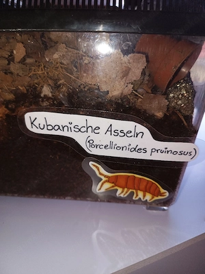 Kubanische asseln 