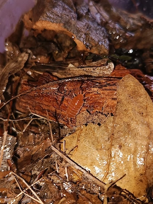 Kubanische asseln  Bild 3