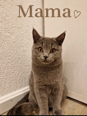 Zwei BKH Kitten (m w) suchen liebevolles Zuhause   