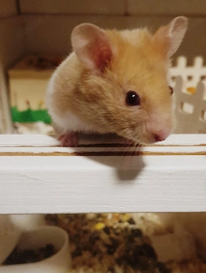 Goldhamster 