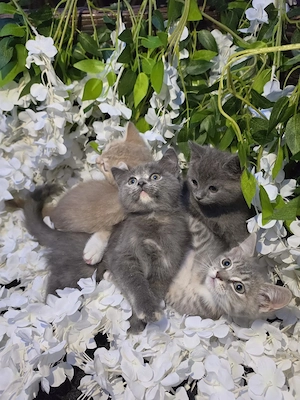 Britisch Kurzhaar Kitten 