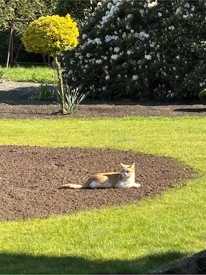 Zwei Kater abzugeben Bild 2