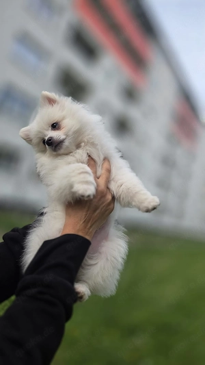 Pomeranien Welpe sucht ein Für immer zu Hause 