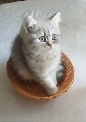 BKH Kitten Britisch Kurzhaar Kätzchen