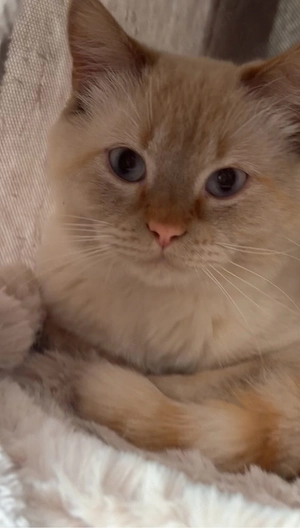 Liebevolles Zuhause für unseren Kater Milo gesucht   