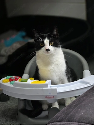 Liebevolle Kuschelmaus