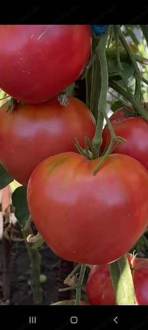 Tomatenpflanzen