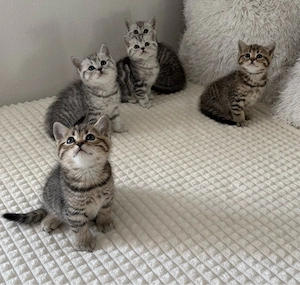 BKH Britisch Kurzhaar Kätzchen tabby